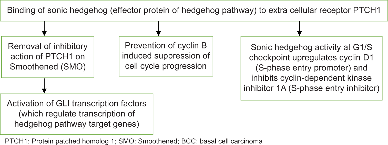 Hedgehog signaling pathway in the pathogenesis of BCC.