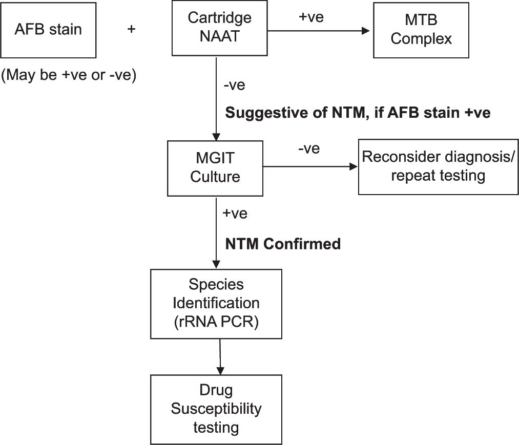 Microbiological diagnosis of non-tuberculous mycobacteria. AFB: Acid fast bacillus, NAAT: Nucleic acid amplification test, MTB: Mycobacterium tuberculosis, NTM: Non-tuberculous mycobacteria, MGIT: Mycobacterial growth indicator tube, rRNA: ribosomal ribonucleic acid, PCR: Polymerase chain reaction.