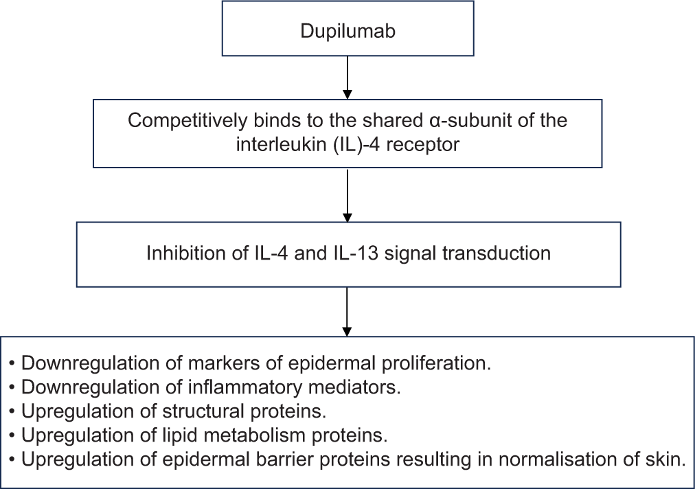 Mechanism of action of dupilumab in atopic dermatitis.