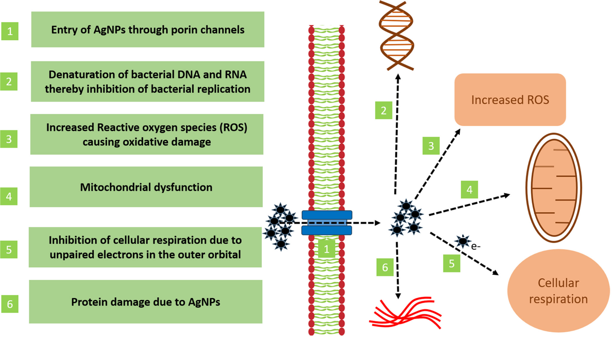 Antimicrobial actions of silver. AgNPs: Silver nanoparticles, DNA: Deoxyribonucleic acid, RNA: Ribonucleic acid.