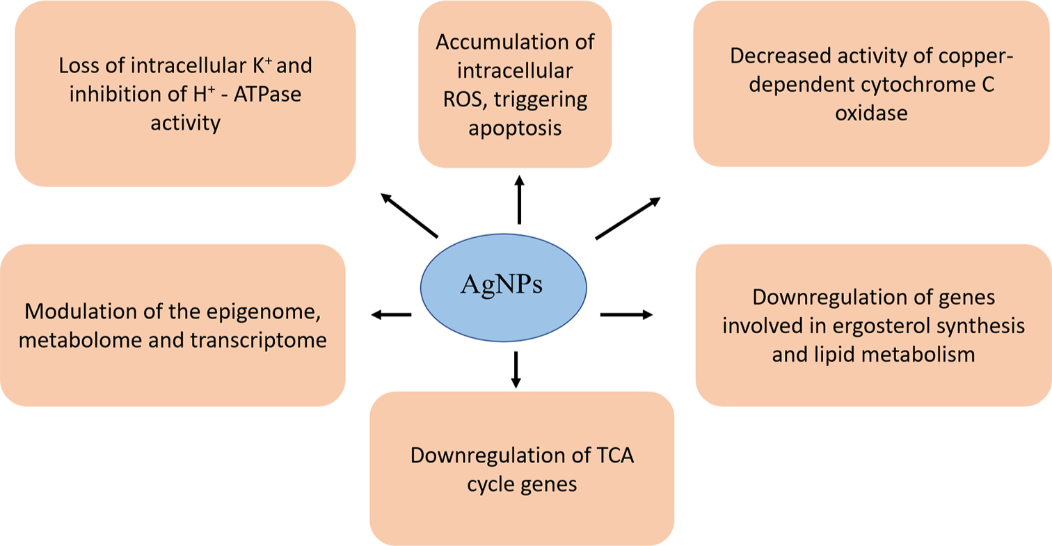 Mechanism of antifungal action of silver nanoparticles. AgNPs: Silver nanoparticles, ROS: Reactive oxygen species, ATPase: Adenosine triphosphatase, K+: Potassium ion, H+: Hydrogen ion, C oxidase: Cytochrome C oxidase, TCA: Tricarboxylic acid.